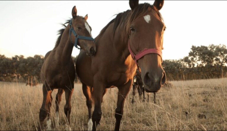 Rosario: Detectaron un brote de encefalomielitis equina