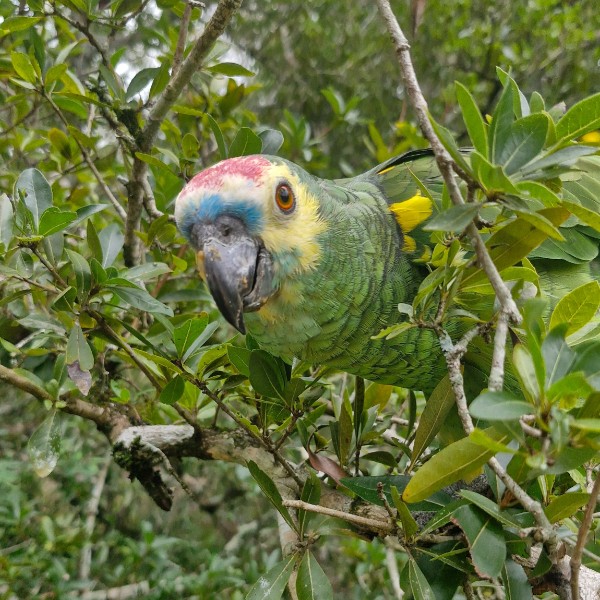 Liberaron animales rescatados del tráfico ilegal y el mascotismo