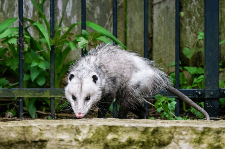 Brindarán una charla sobre cómo proceder ante la aparición de fauna silvestre