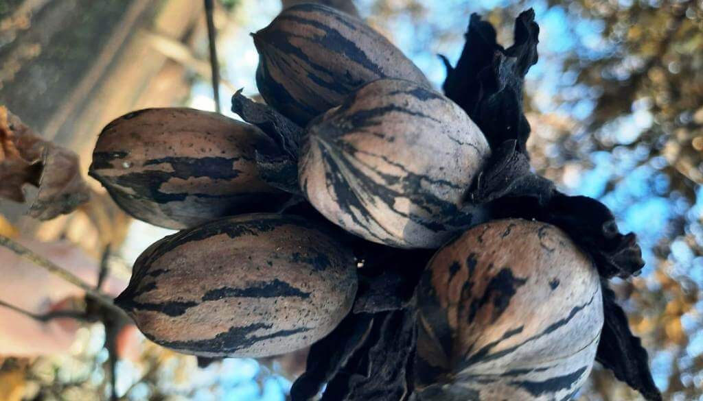 Emprender desde la resiliencia: con la nuez pecán, transformaron una inundación en una oportunidad