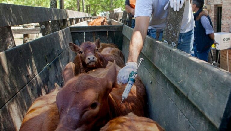 Con una nueva vacuna aprobada, comenzó la vacunación antiaftosa en la mayoría de las provincias Con una nueva vacuna aprobada, comenzó la vacunación antiaftosa en la mayoría de las provincias