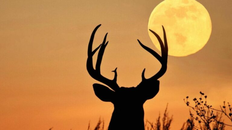 Mucho más que una luna llena: el significado ancestral de la Luna del Ciervo que pocos conocen
