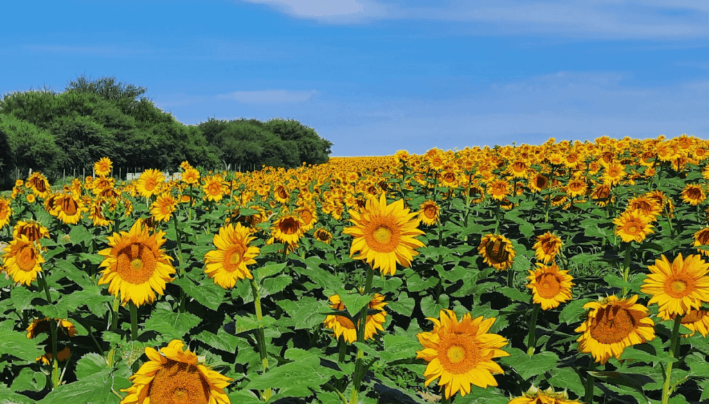 El girasol no quiere perder el tren y va por otro año de expansión: la siembra crecería otro 5,3%